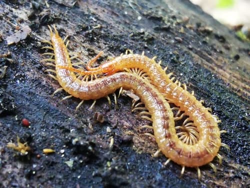 Diamondback Soil Centipede — photo 1