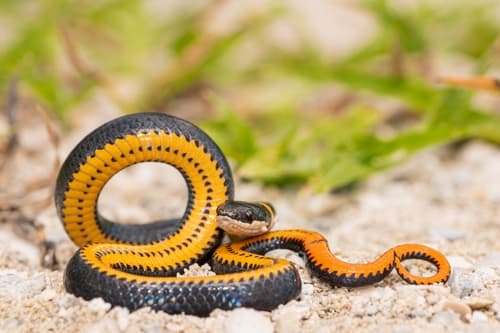 Ring-necked Snake — photo 1