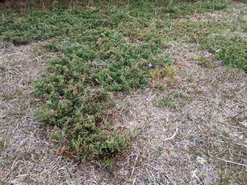 creeping juniper