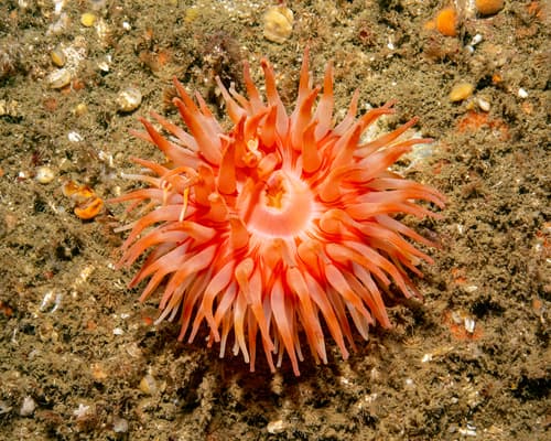 Christmas Anemone