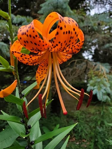 tiger lily