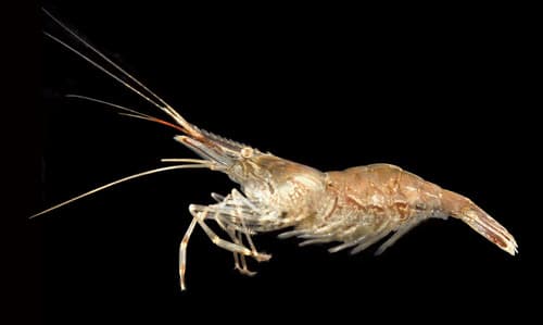 Marsh Grass Shrimp