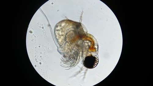 Polyphemus pediculus