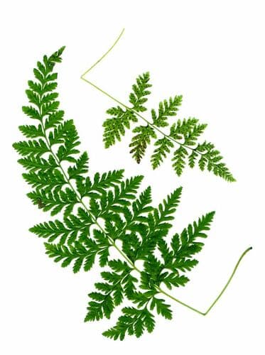 Mackay's Fragile Fern
