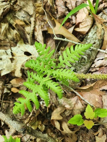 broad beech fern