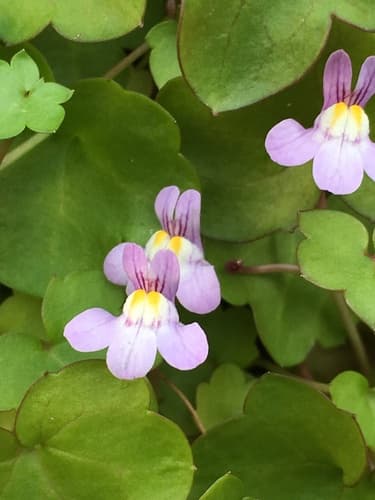 Ivy-leaved toadflax