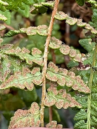 rusty woodsia