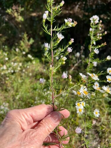 hairy white oldfield aster