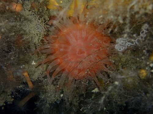 Swimming Anemone