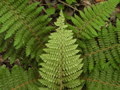 Braun's holly fern