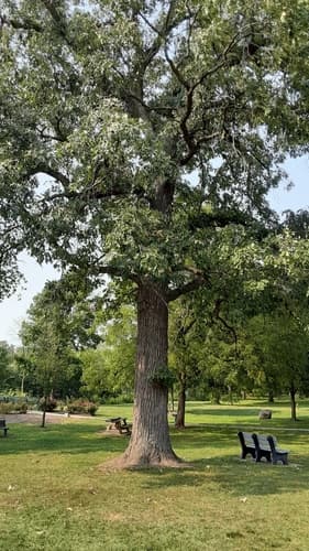 bur oak