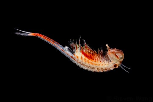 Knobbedlip Fairy Shrimp